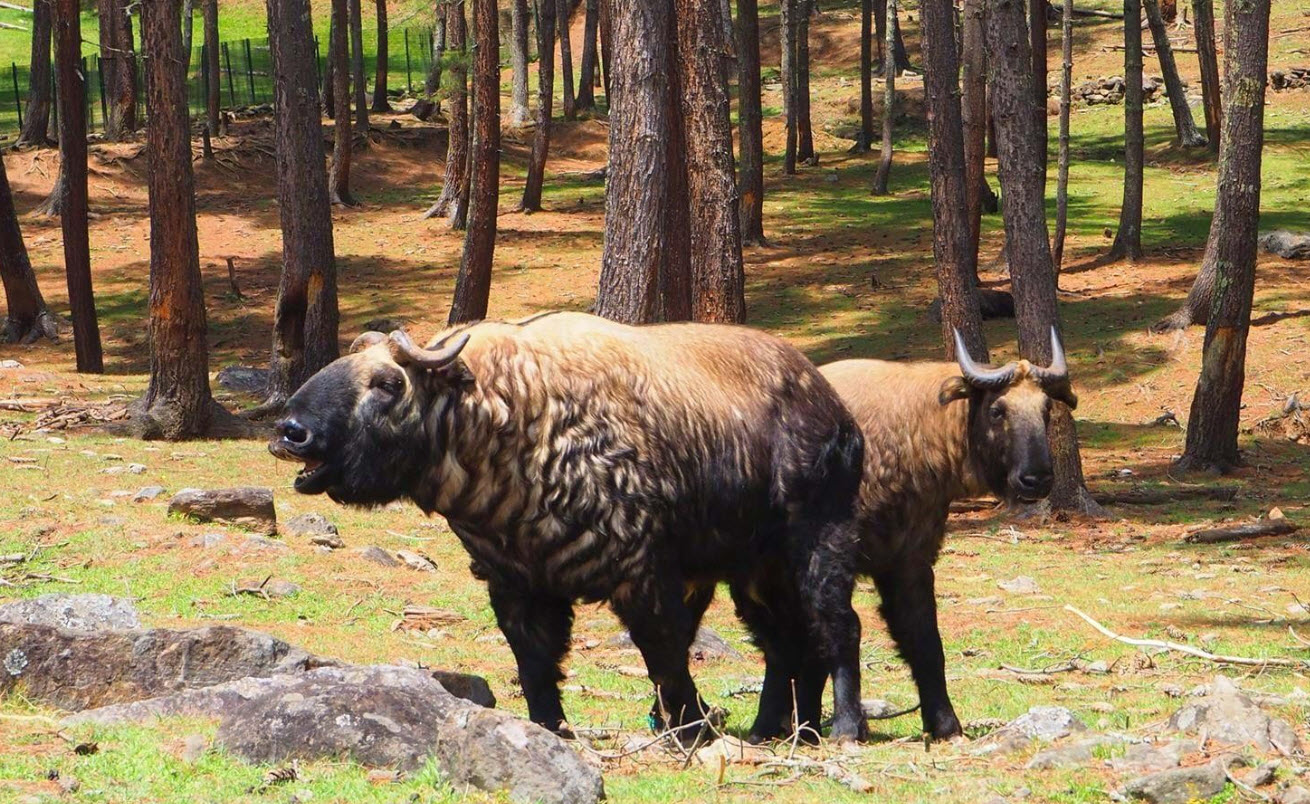 Royal Takin Preserve Motithang, Thimphu, Thimphu District, Bhutan